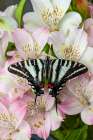 Zebra swallowtail butterfly, native to eastern US, on pink Peruvian lily flowers Art Print